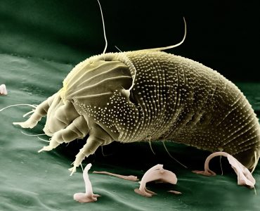 Akar Alerji Nedir? Tedavisi Nedir?