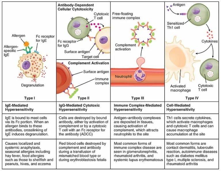 Alerji ve Hipersensitivite Hastalıkları Nedir?