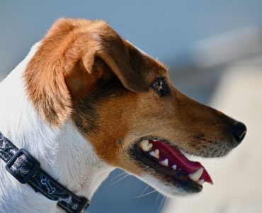 Hayvan Alerjisi Nedir? Belirtileri Nelerdir?