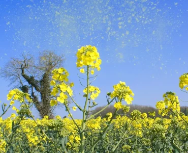 Polen Alerjisi Nedir? Belirtileri Nelerdir?